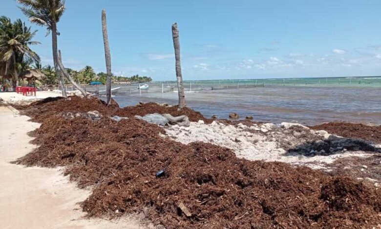 Empresarios de Mahahual denuncian falta de atención del Gobierno Federal al sargazo