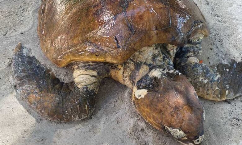 Tortuga adulta envuelta en plásticos es rescatada con vida en Tulum