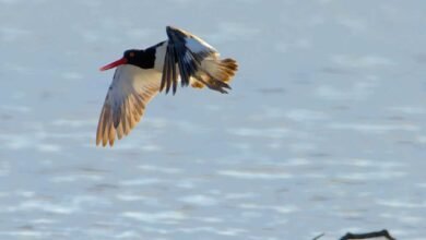 Avistamiento inusual de aves migratorias en la reserva ecológica de Laguna Colombia