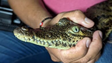 Laguna Colombia en Punta Sur: Un Santuario para los Cocodrilos