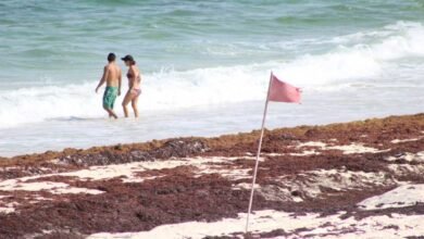 Preocupante arribo masivo de sargazo a Cozumel durante julio y agosto