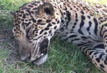 Trágico incidente en carretera cercana a Akumal: Jaguar atropellado