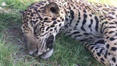 Trágico incidente en carretera cercana a Akumal: Jaguar atropellado