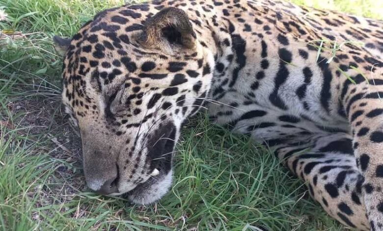 Trágico incidente en carretera cercana a Akumal: Jaguar atropellado