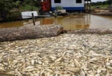 Ola de calor en Brasil deja más de 100 delfines y miles de peces muertos