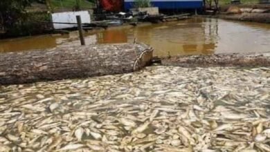 Ola de calor en Brasil deja más de 100 delfines y miles de peces muertos