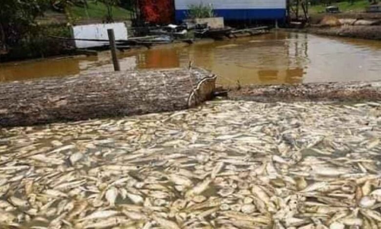 Ola de calor en Brasil deja más de 100 delfines y miles de peces muertos